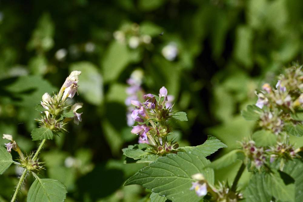 Galeopsis terzo da ID.